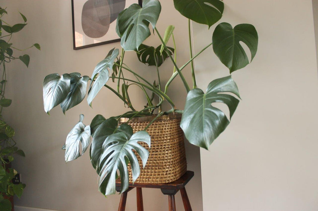 Rattan planter basket from josriches